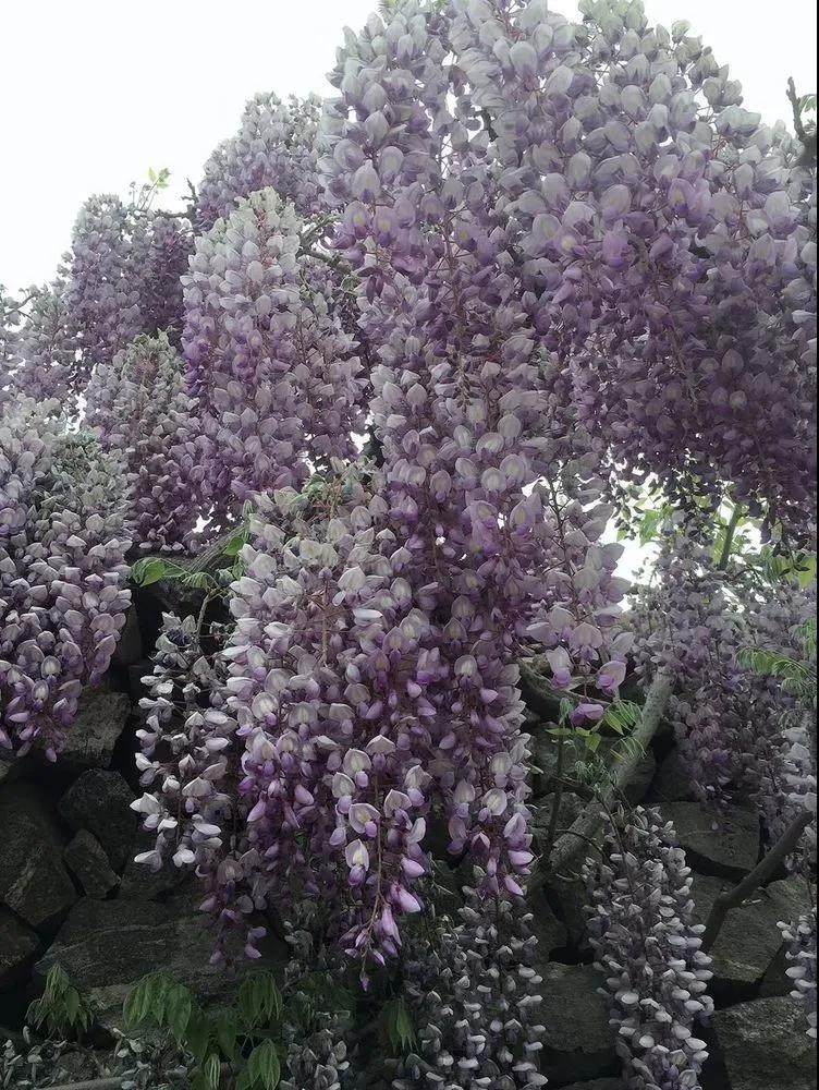 һͶڵˣ¾У԰